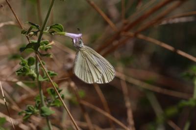 Piéride du Lotier (La), Piéride de la Moutarde (La Leptidea sinapis (Linnaeus, 1758)