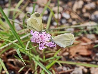Piéride du Lotier (La), Piéride de la Moutarde (La Leptidea sinapis (Linnaeus, 1758)