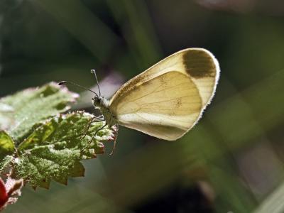 Piéride du Lotier (La), Piéride de la Moutarde (La Leptidea sinapis (Linnaeus, 1758)