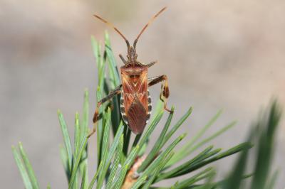 Punaise americaine du pin, Punaise du pin, Leptogl Leptoglossus occidentalis Heidemann, 1910