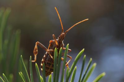 Punaise americaine du pin, Punaise du pin, Leptogl Leptoglossus occidentalis Heidemann, 1910