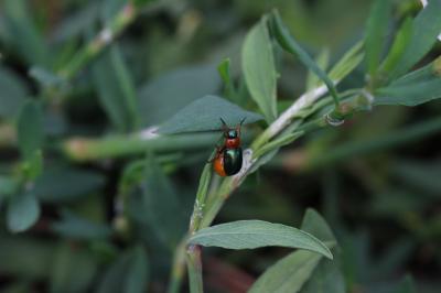 Gastrophyse de la Renouée Gastrophysa polygoni (Linnaeus, 1758)