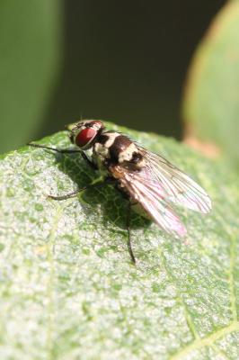  Limnophora obsignata (Rondani, 1866)