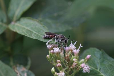  Lasioglossum Curtis, 1833
