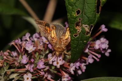 Plusie chalcite (La) Chrysodeixis chalcites (Esper, 1789)