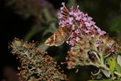 Plusie chalcite (La) Chrysodeixis chalcites (Esper, 1789)