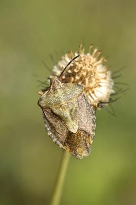  Carpocoris melanocerus (Mulsant & Rey, 1852)
