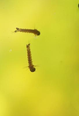  Aedes aegypti (Linnaeus in Hasselquist, 1762)
