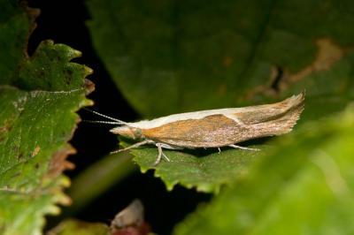  Ypsolopha dentella (Fabricius, 1775)