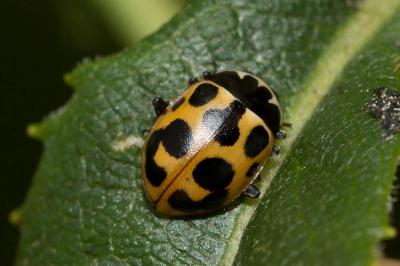  Ceratomegilla notata (Laicharting, 1781)
