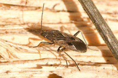  Rhyparochromus pini (Linnaeus, 1758)