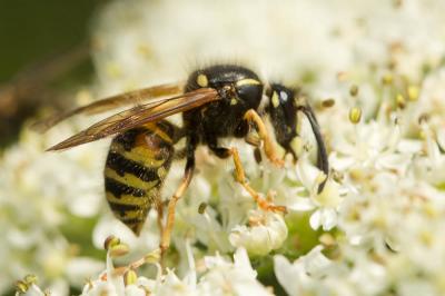 Guêpe rousse Vespula rufa (Linnaeus, 1758)