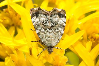  Choreutis diana (Hübner, 1822)