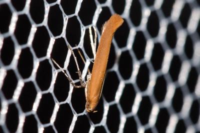  Caloptilia rufipennella (Hübner, 1796)