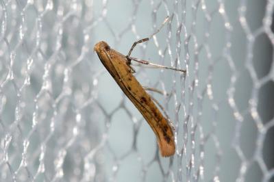  Caloptilia rufipennella (Hübner, 1796)