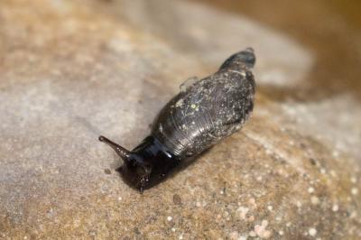 Ambrette élégante Oxyloma elegans (Risso, 1826)