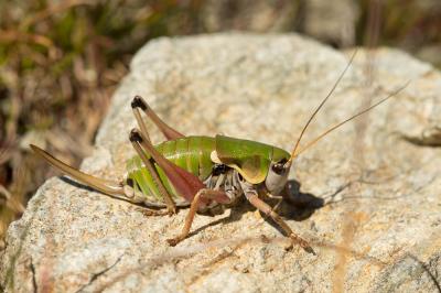Decticelle montagnarde, Analote des Alpes Anonconotus alpinus (Yersin, 1858)