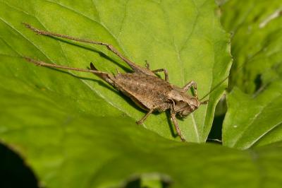 Decticelle cendrée, Ptérolèpe aptère Pholidoptera griseoaptera (De Geer, 1773)