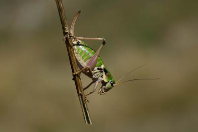 Decticelle montagnarde, Analote des Alpes Anonconotus alpinus (Yersin, 1858)