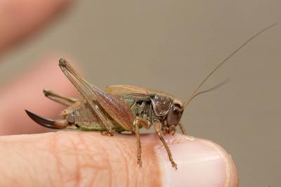 Decticelle des alpages Metrioptera saussuriana (Frey-Gessner, 1872)
