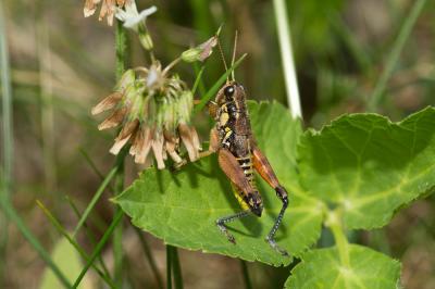  Podisma pedestris (Linnaeus, 1758)