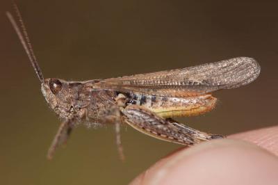 Criquet rouge-queue Omocestus haemorrhoidalis (Charpentier, 1825)
