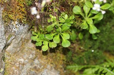 Saxifrage à feuilles en coin Saxifraga cuneifolia L., 1759