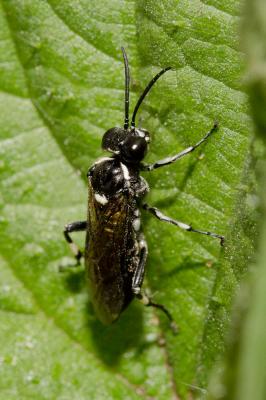  Macrophya duodecimpunctata (Linnaeus, 1758)