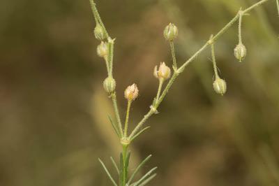 Spergulaire de Nice Spergula nicaeensis (Sarato ex Burnat) G.López, 2010