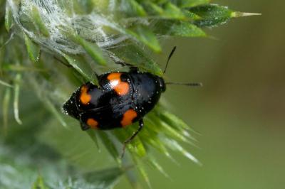  Scaphidium quadrimaculatum Olivier, 1790