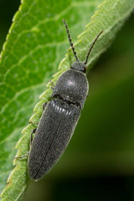 Mélanothus noir Melanotus punctolineatus (Pélerin, 1829)