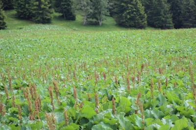 Rumex des Alpes Rumex alpinus L., 1759