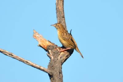 Cisticole des joncs Cisticola juncidis (Rafinesque, 1810)