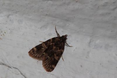  Aglossa caprealis (Hübner, 1809)