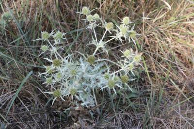 Chardon Roland, Panicaut champêtre Eryngium campestre L., 1753