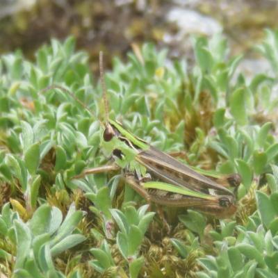 Sténobothre bourdonneur, Criquet bourdonneur Stenobothrus nigromaculatus (Herrich-Schäffer, 1840)