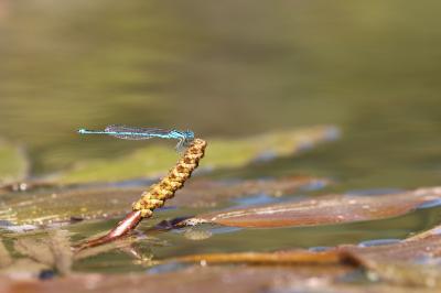 Agrion de Vander Linden, Naïade de Vander Linden Erythromma lindenii (Selys, 1840)