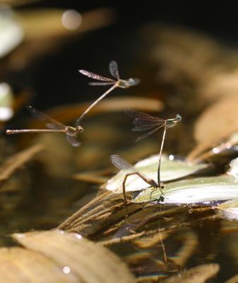 Agrion blanchâtre Platycnemis latipes Rambur, 1842