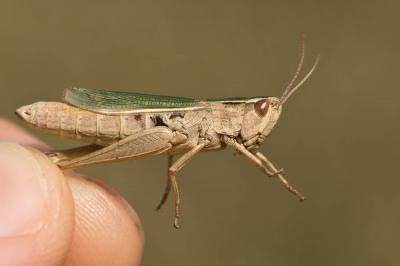 Criquet marginé Chorthippus albomarginatus (De Geer, 1773)