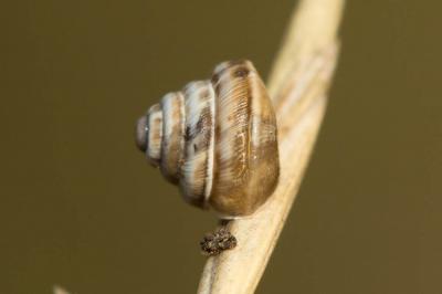 Troque des dunes Trochoidea trochoides (Poiret, 1789)