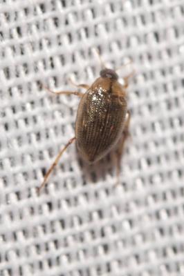  Haliplus lineatocollis (Marsham, 1802)