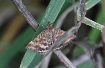  Pyrausta despicata (Scopoli, 1763)