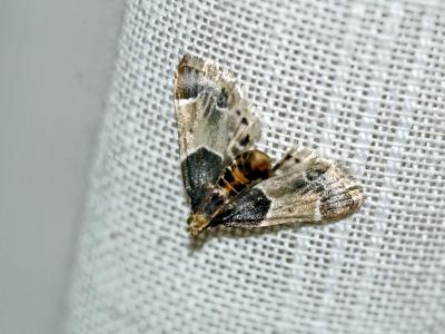  Pyralis farinalis (Linnaeus, 1758)