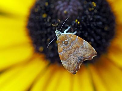  Choreutis nemorana (Hübner, 1799)