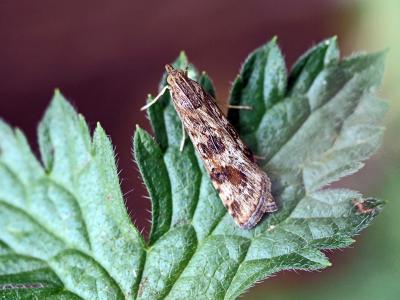  Nomophila noctuella (Denis & Schiffermüller, 1775)