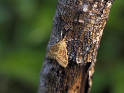  Ostrinia nubilalis (Hübner, 1796)