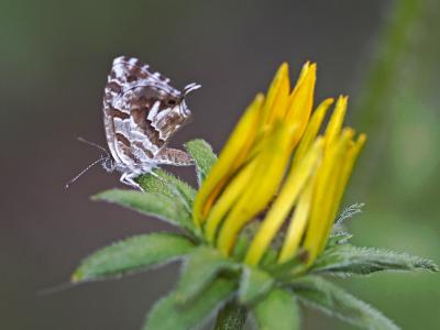 Brun du pélargonium (Le), Argus des Pélargoniums ( Cacyreus marshalli Butler, 1898