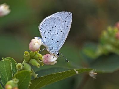 Azuré des Nerpruns (L'), Argus à bande noire (L'), Celastrina argiolus (Linnaeus, 1758)