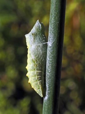 Machaon (Le), Grand Porte-Queue (Le) Papilio machaon Linnaeus, 1758