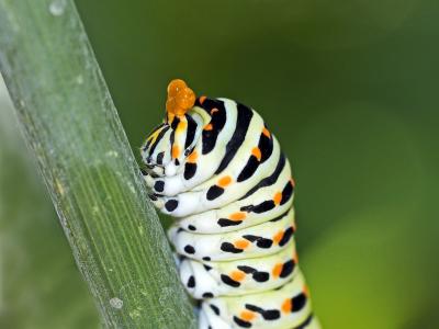 Machaon (Le), Grand Porte-Queue (Le) Papilio machaon Linnaeus, 1758
